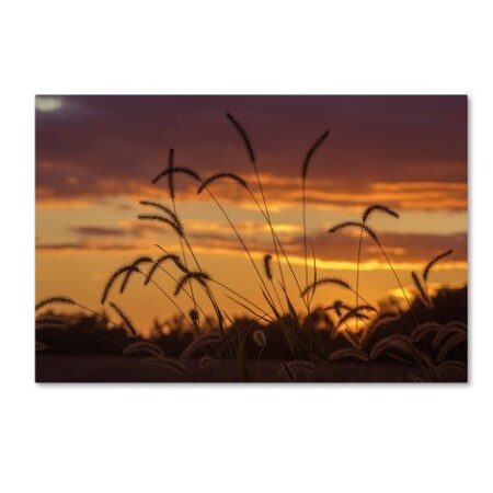 Trademark Fine Art Jason Shaffer 'Weeds' Canvas Art, 30x47 JS0136-C3047GG